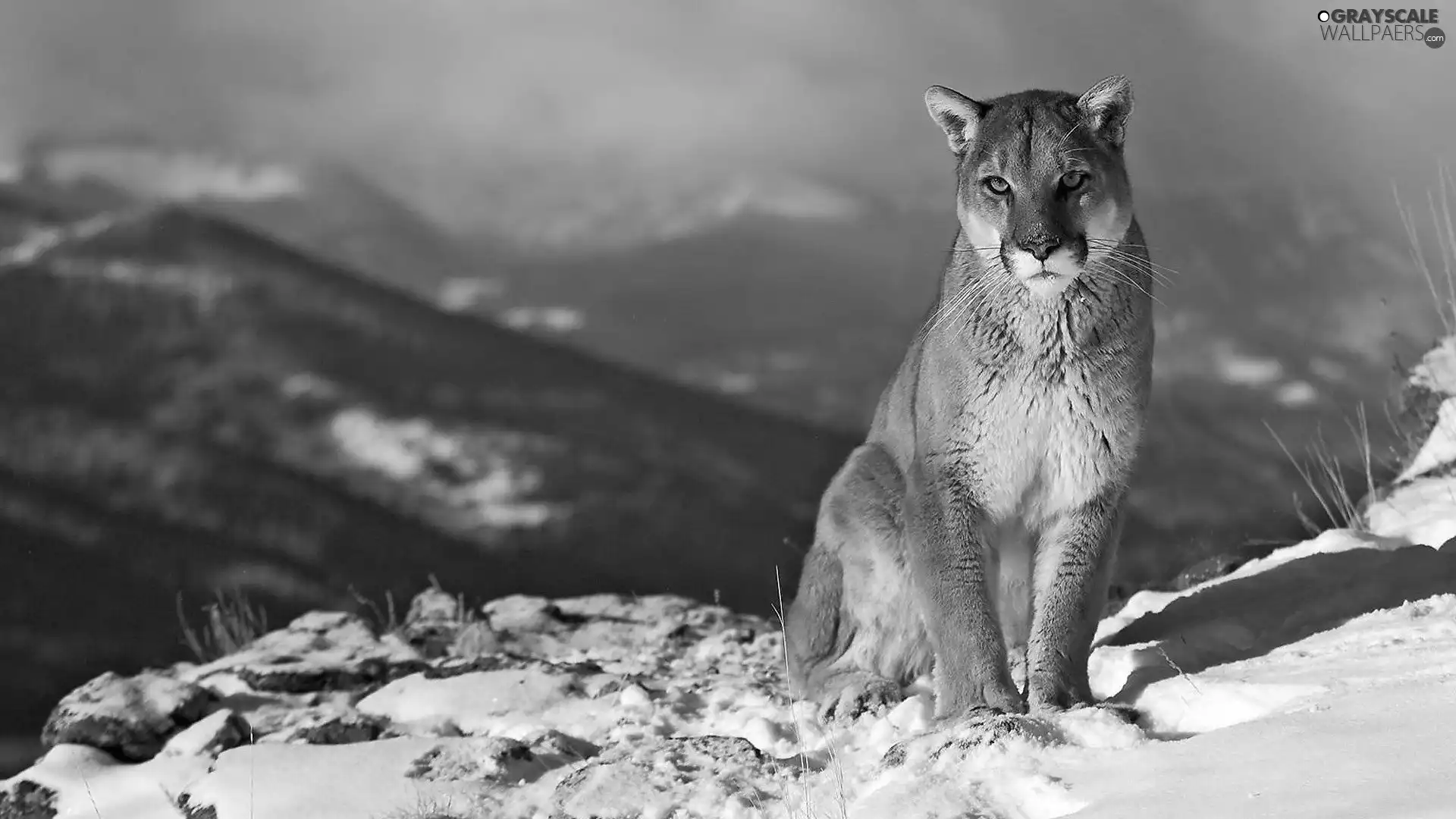 cougar, winter, snow