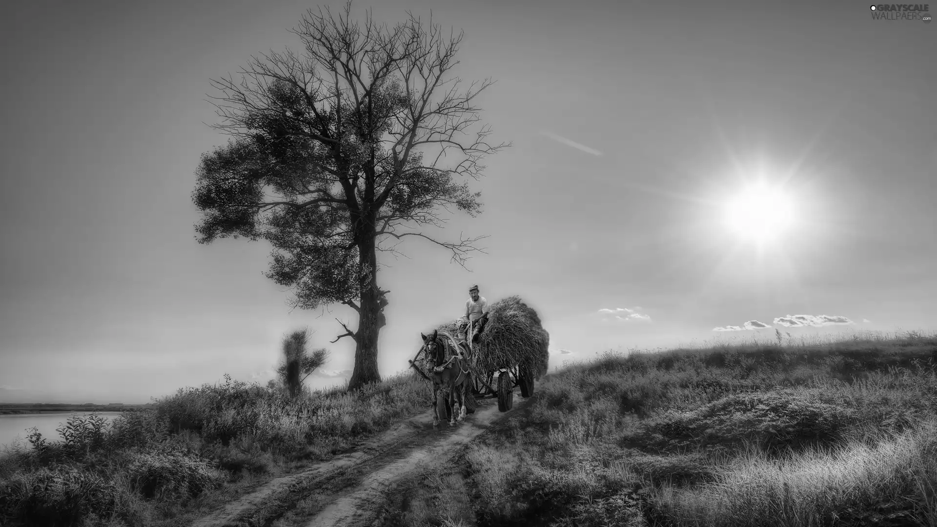 driver, country, sun, Way, trees, wagon, Horse, field