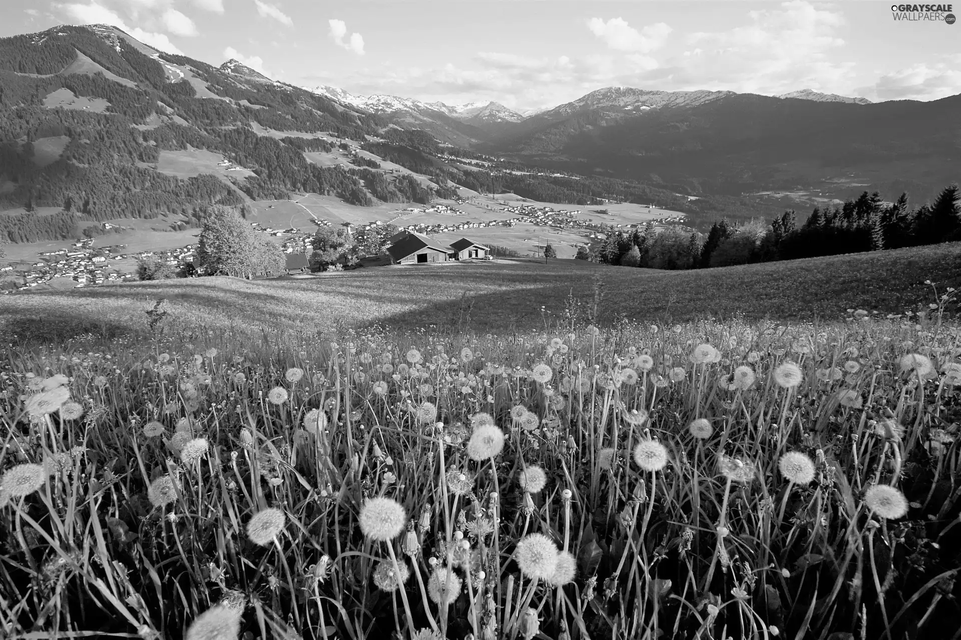 Mountains, dandelions, country, medows