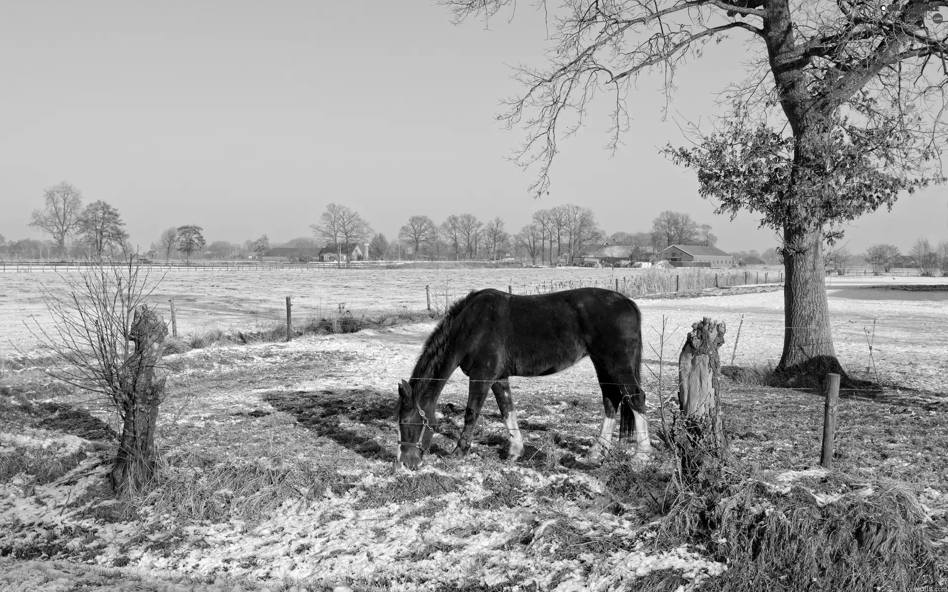 winter, trees, country, Horse