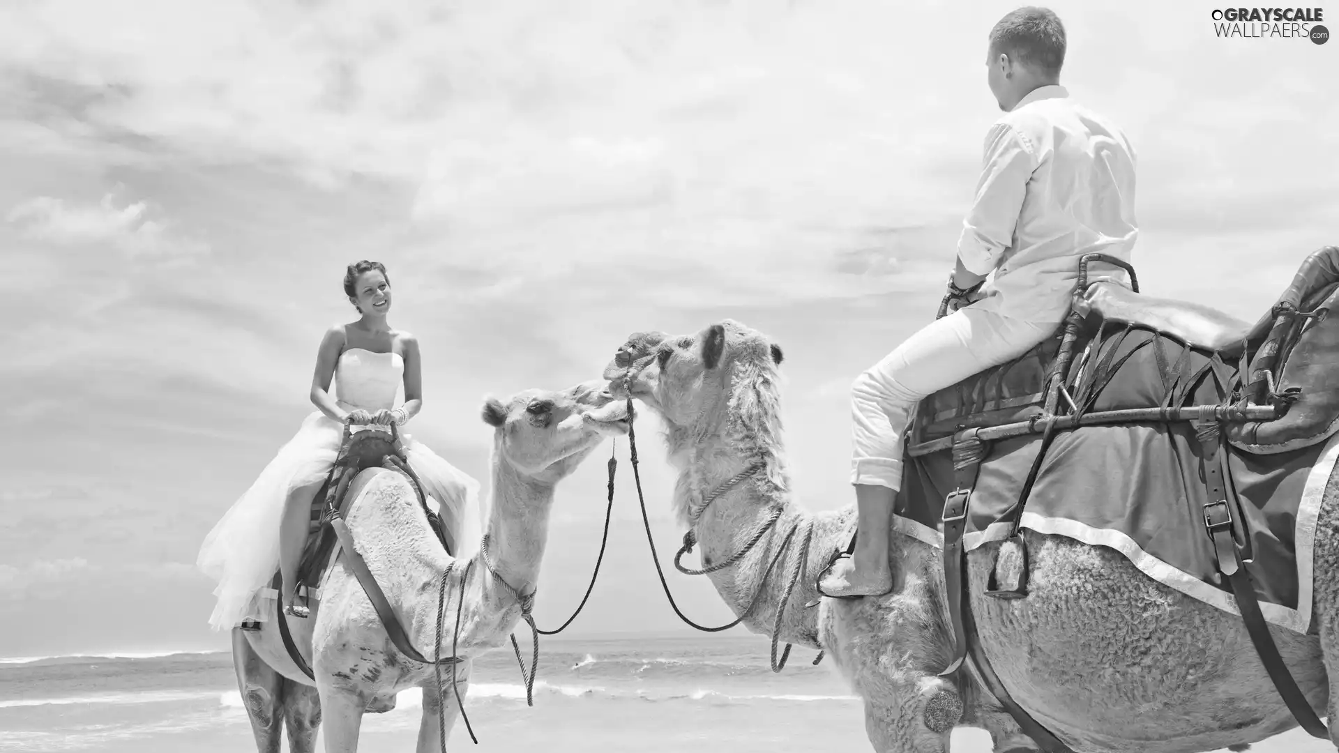 Young couple, sea, marriage, Camels