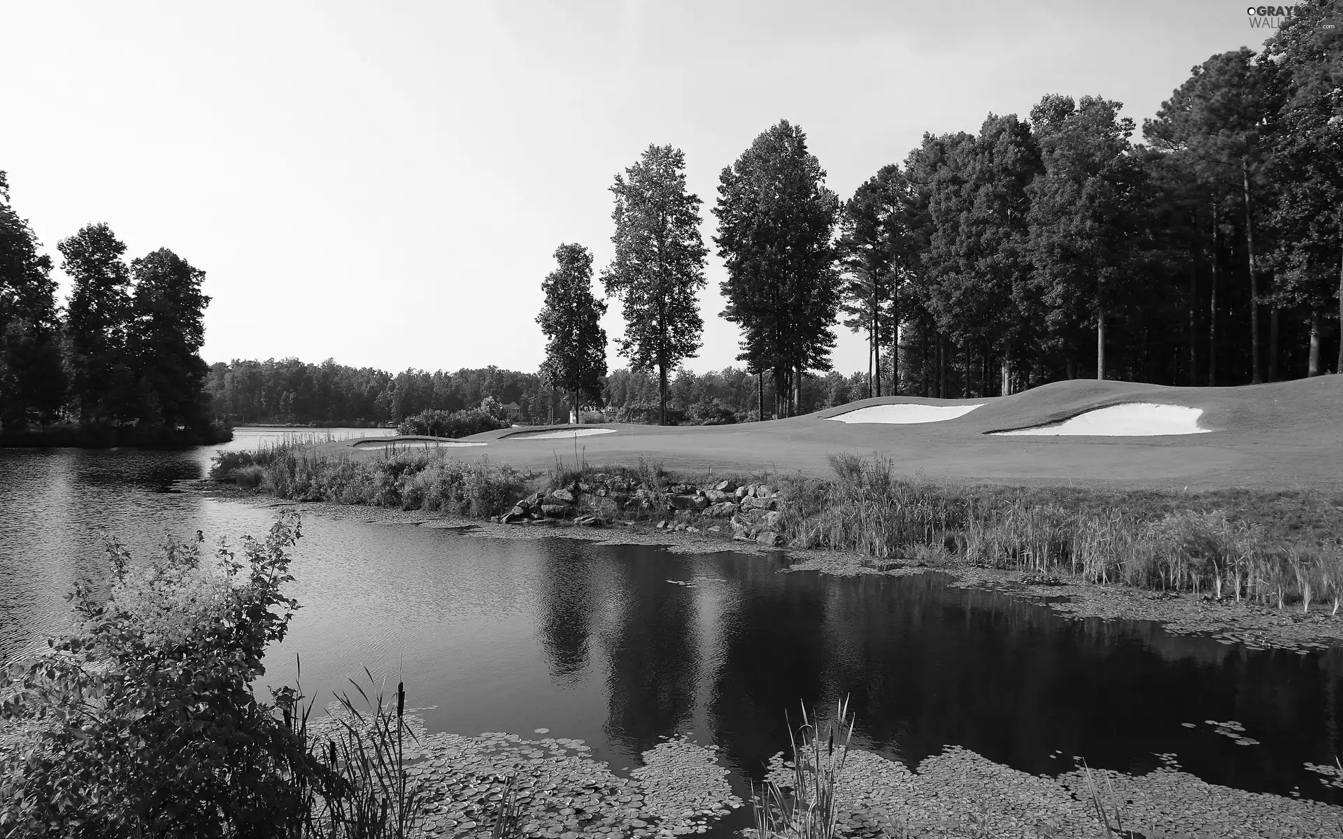 Bush, River, Course, summer, field, woods