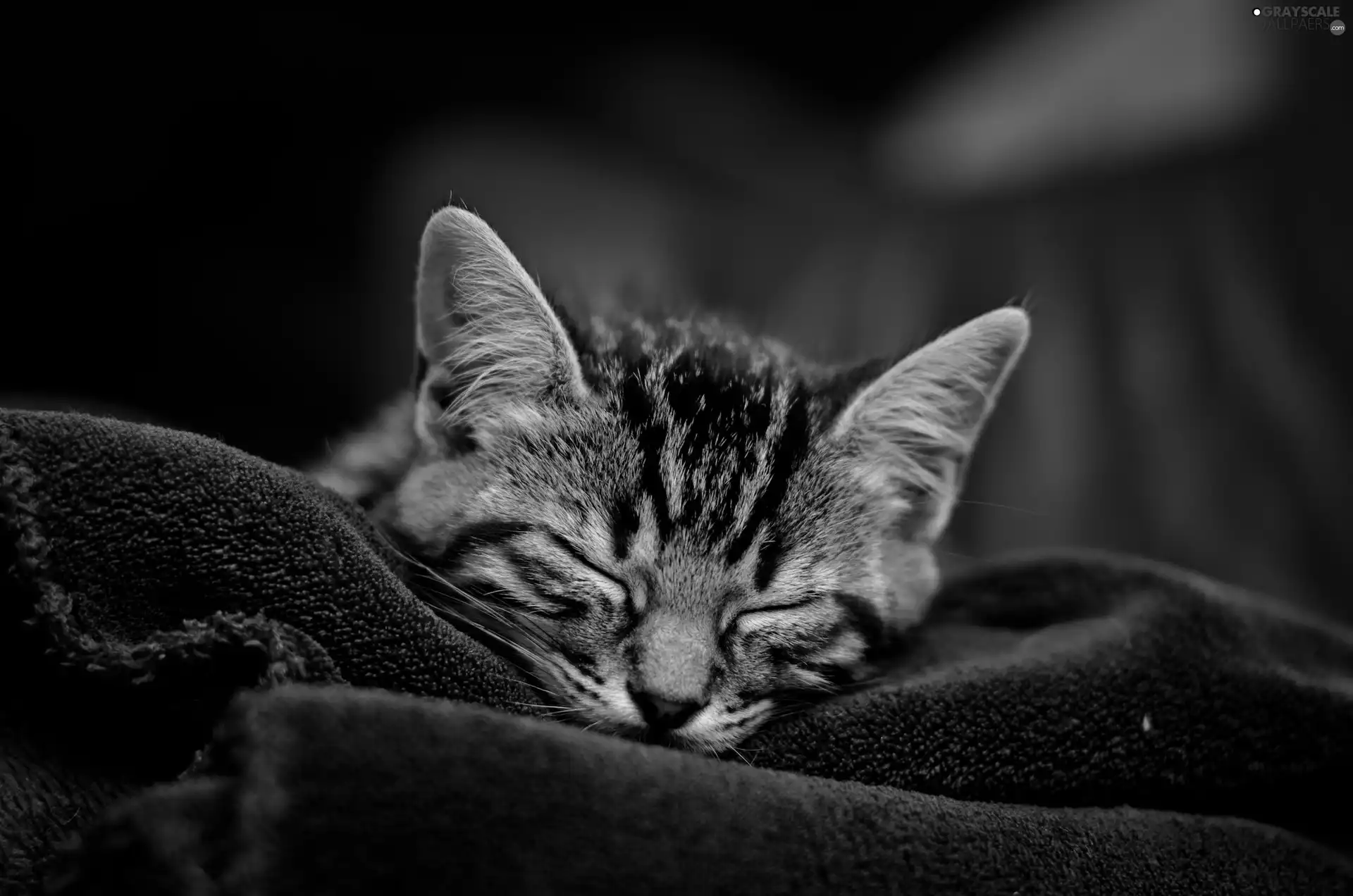 coverlet, sleepy, cat