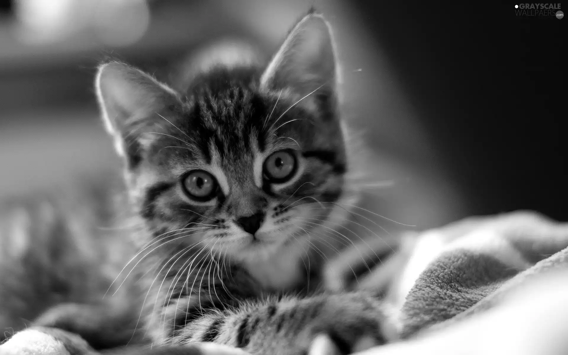 small, pud, coverlet, kitten