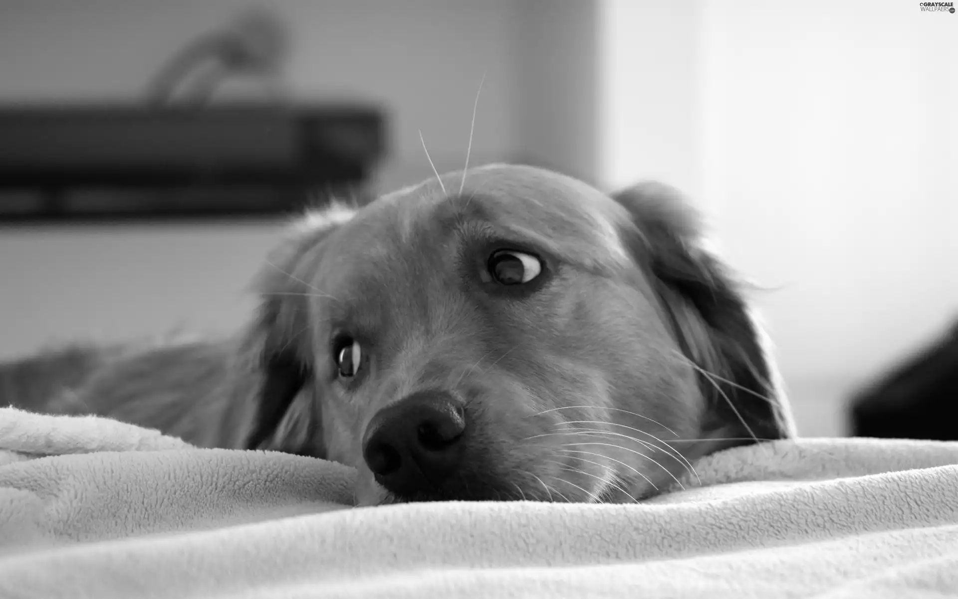 coverlet, dog, White