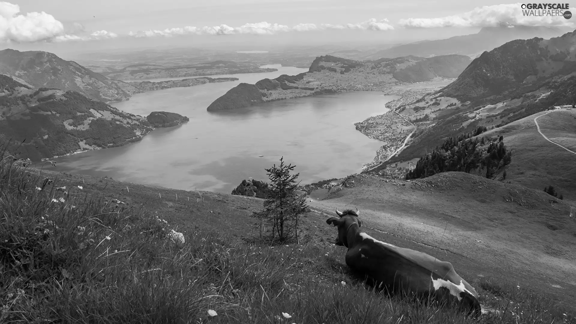 Meadow, Cow, lake, Hill, Mountains