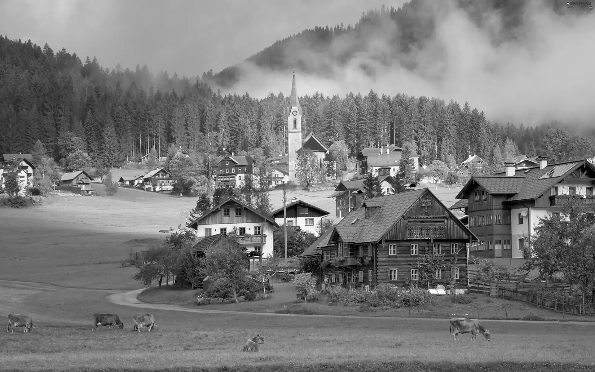 Houses, Cows, Gosau, village, Austria