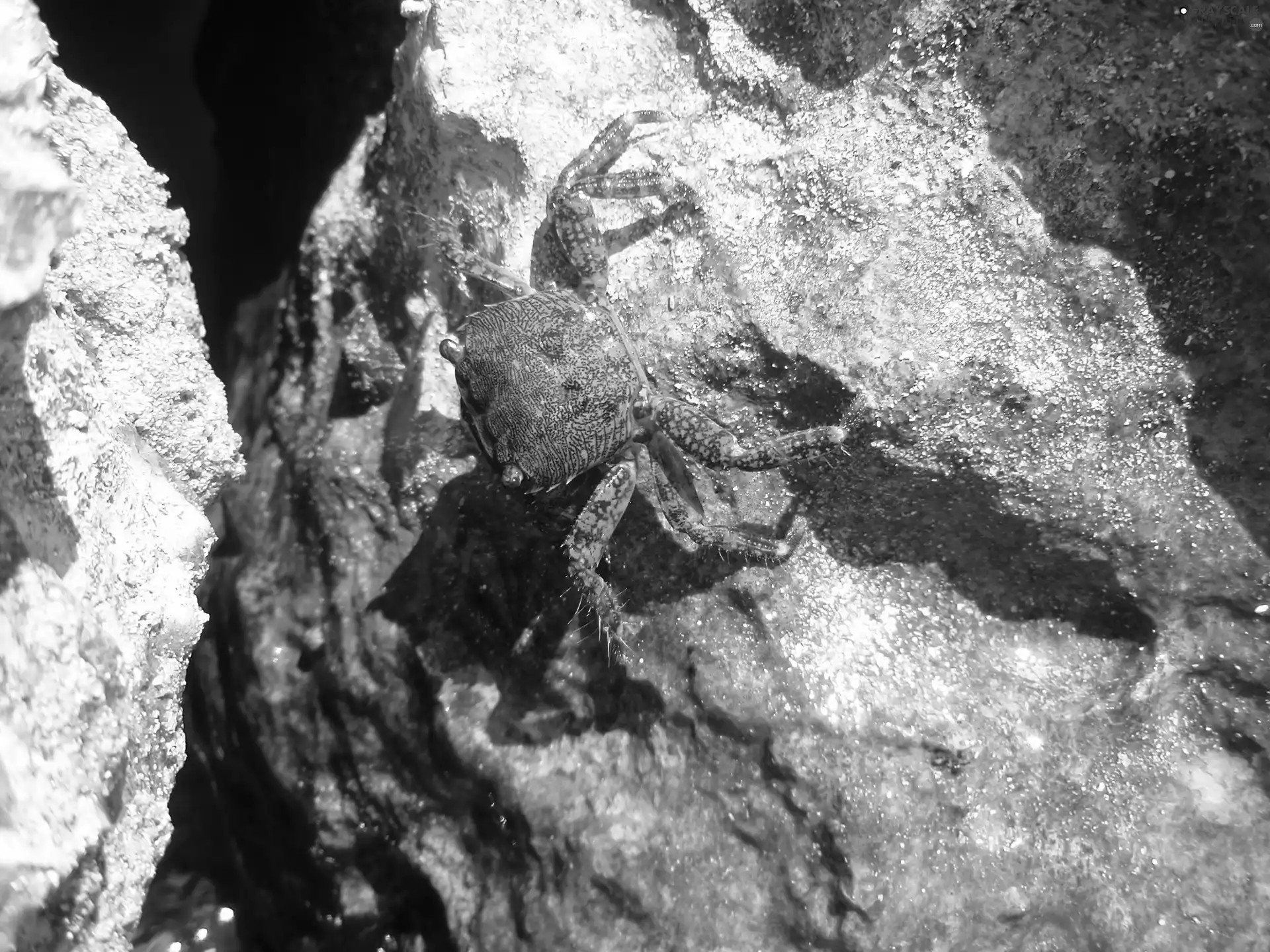 crab