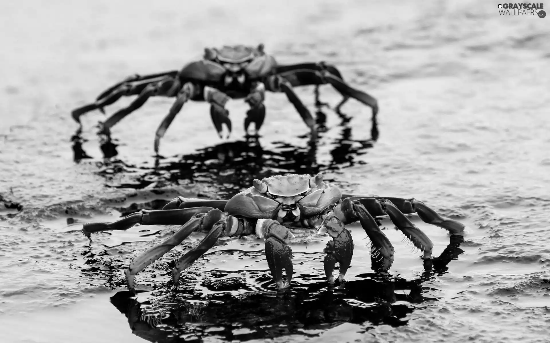 Red, Crabs