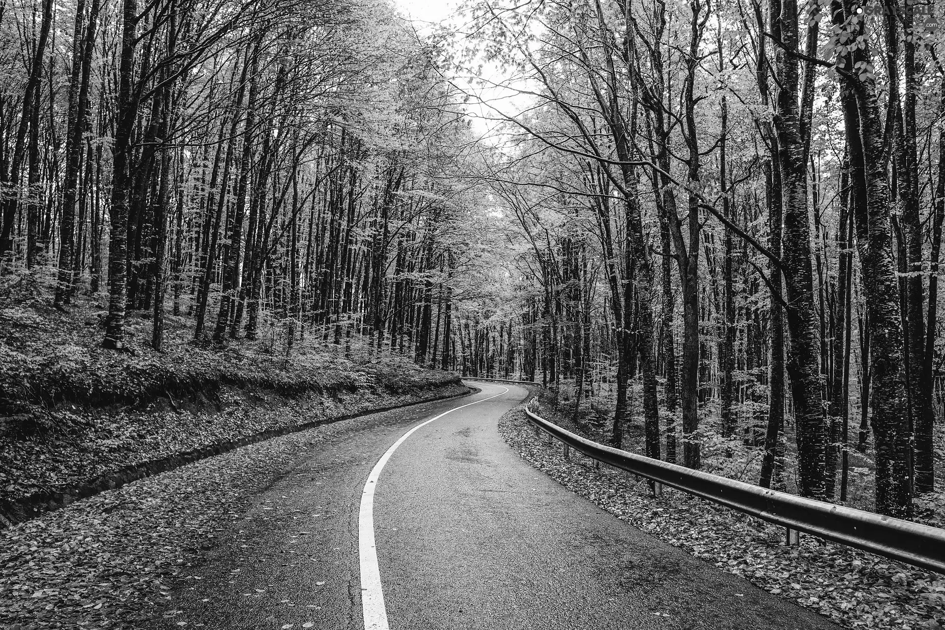 trees, Way, Leaf, crash barrier, viewes, autumn