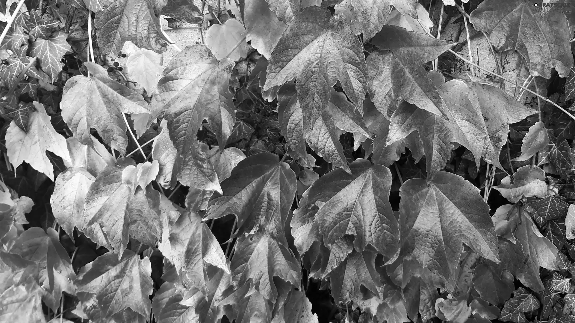 Yellow, Leaf, Virginia Creeper, Red, Woodbine