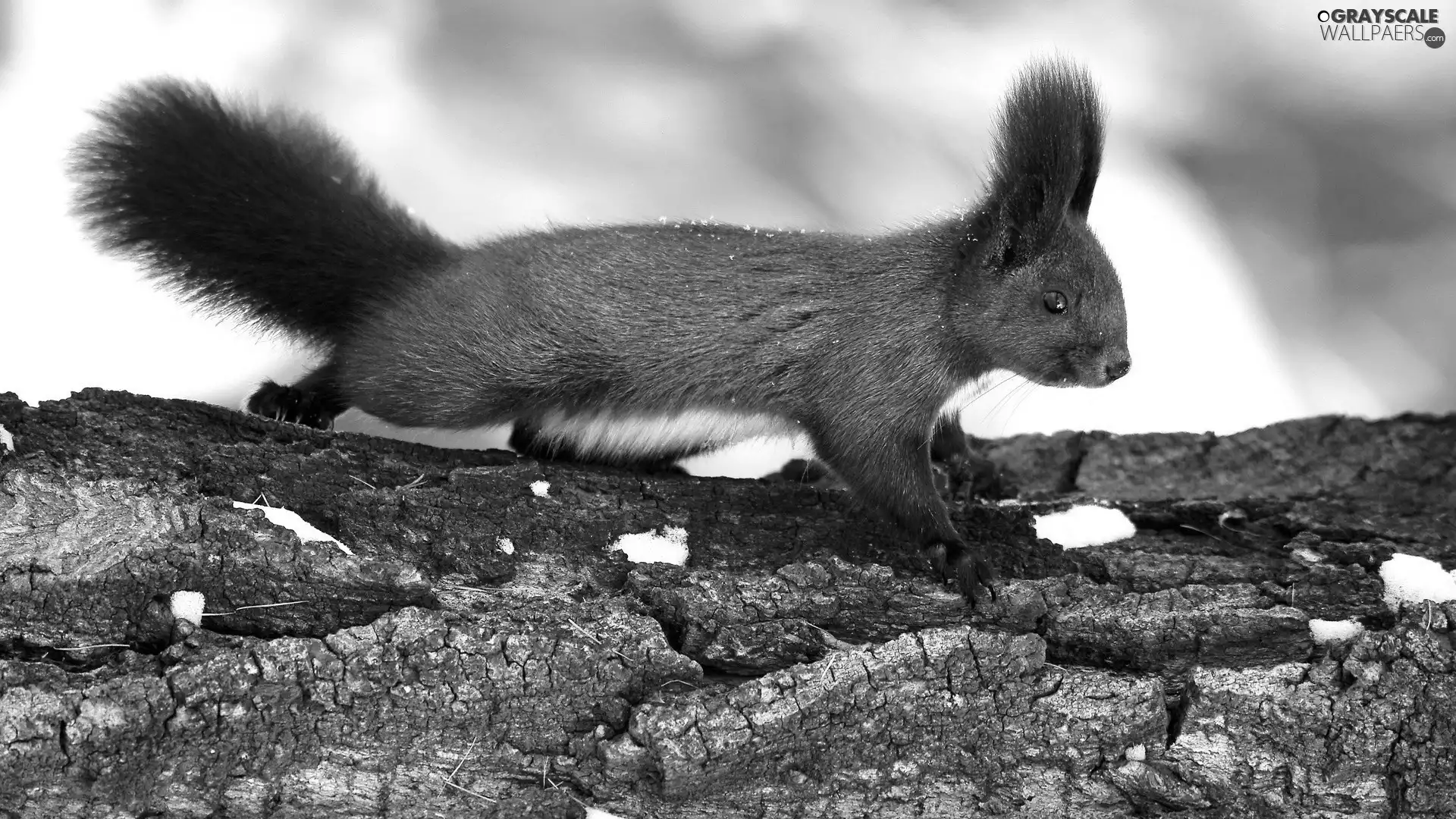 crest, squirrel, ears