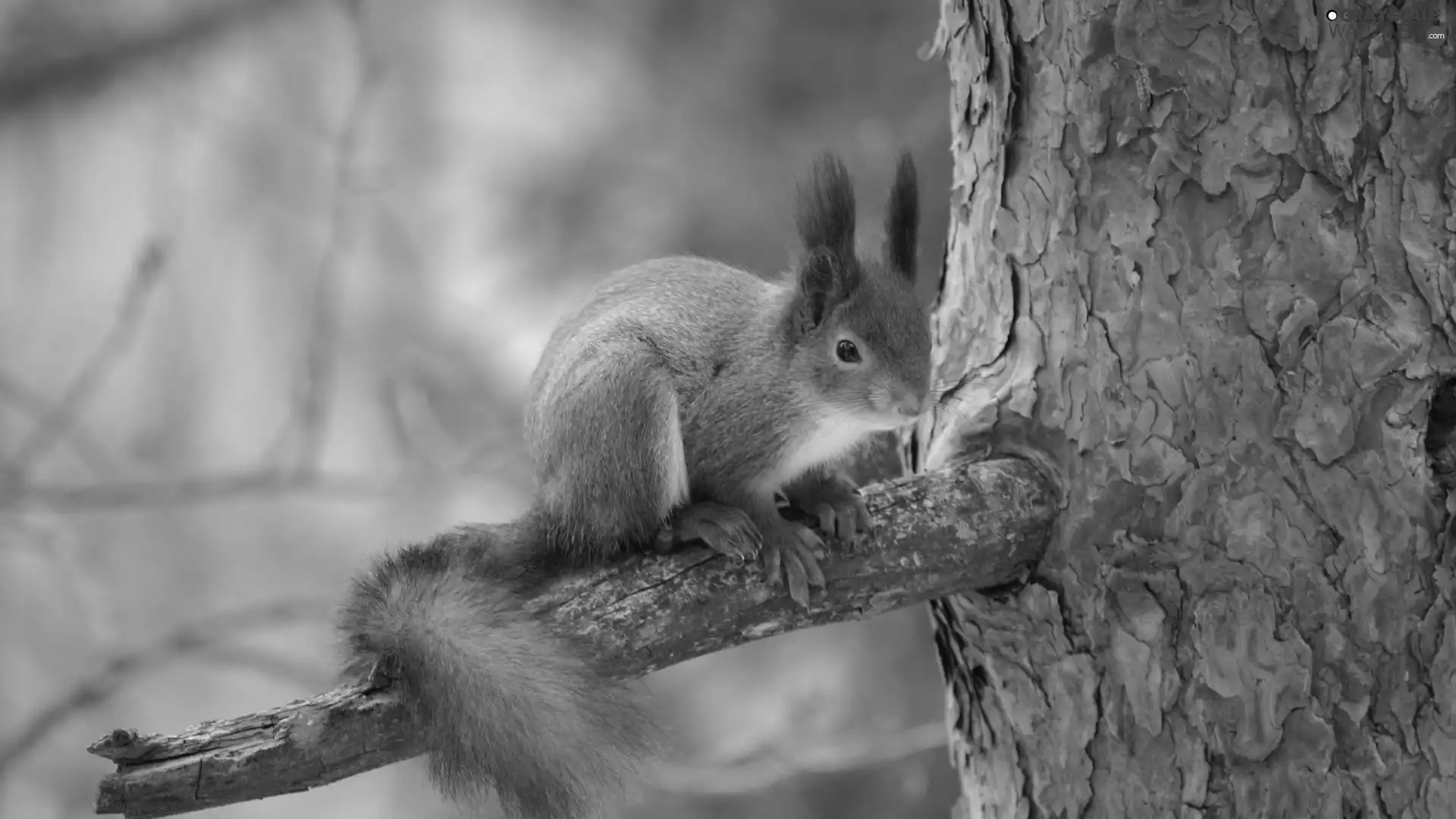 squirrel, branch, crest, trees