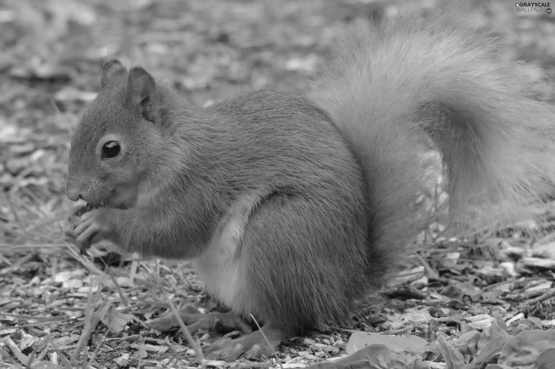 crest, Ginger, squirrel