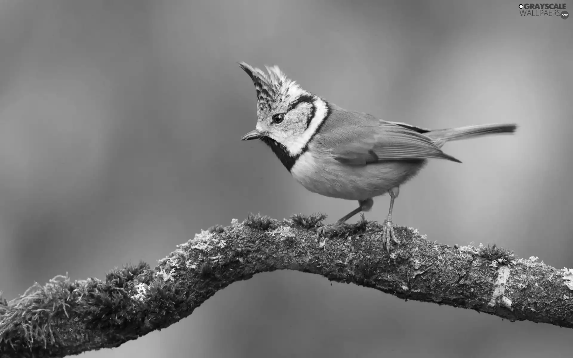 tit, Crested