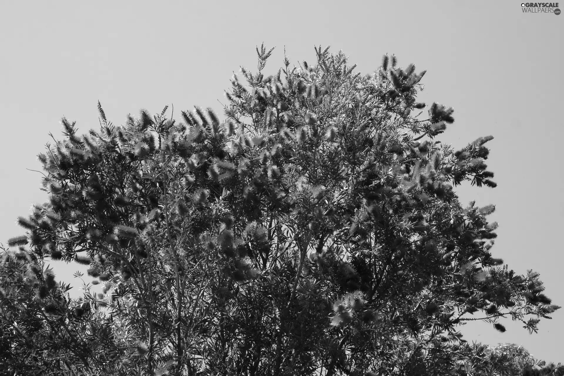 Crimson Bottlebrush, Bush