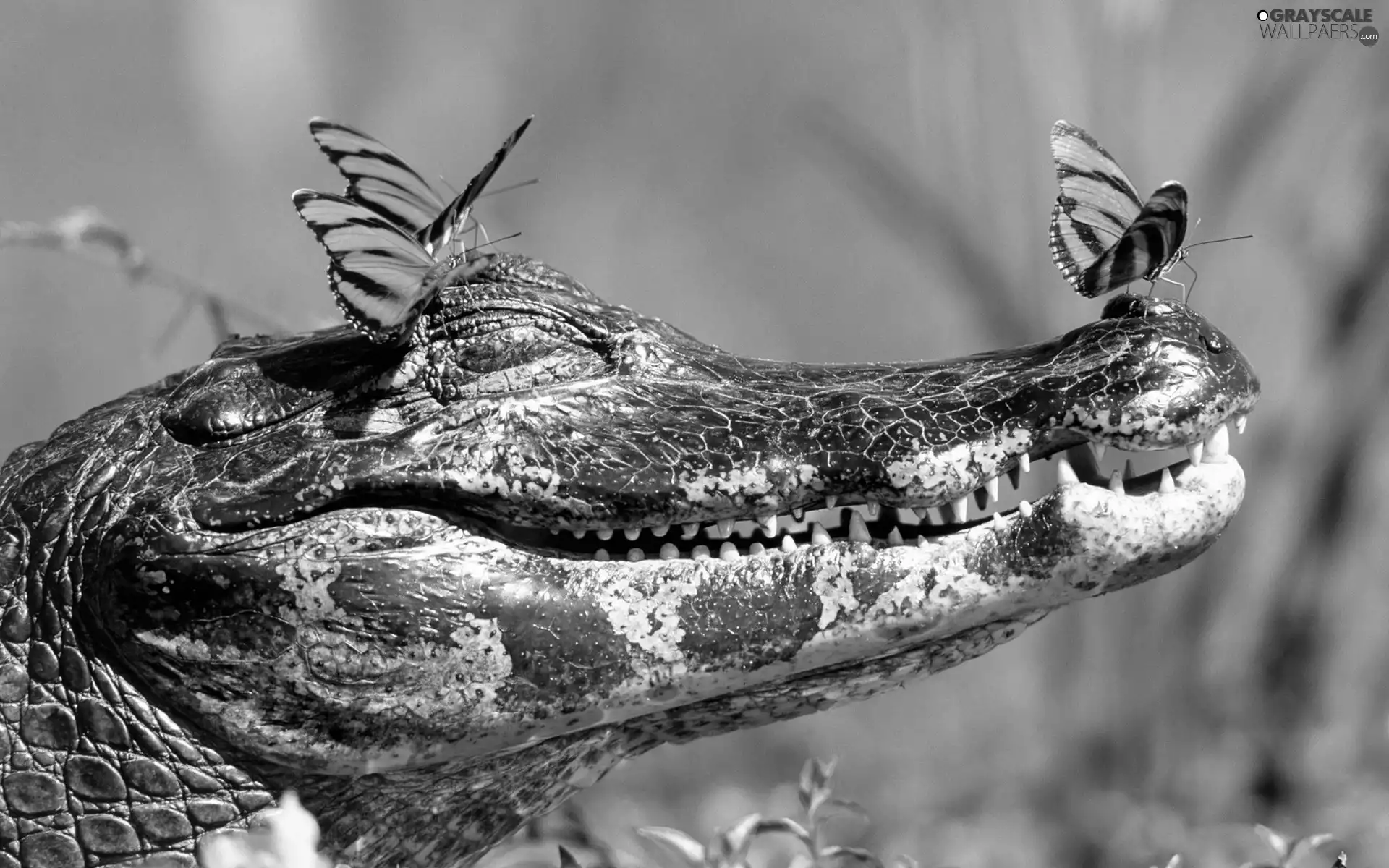 Crocodile, butterflies, Head