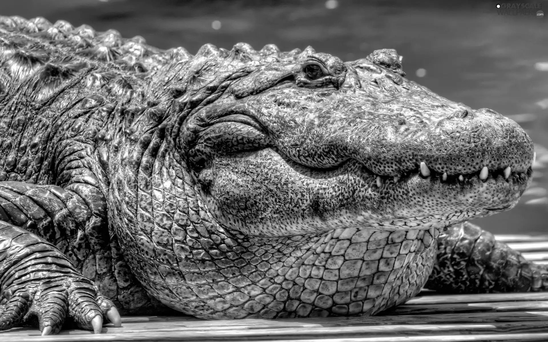 water, Crocodile