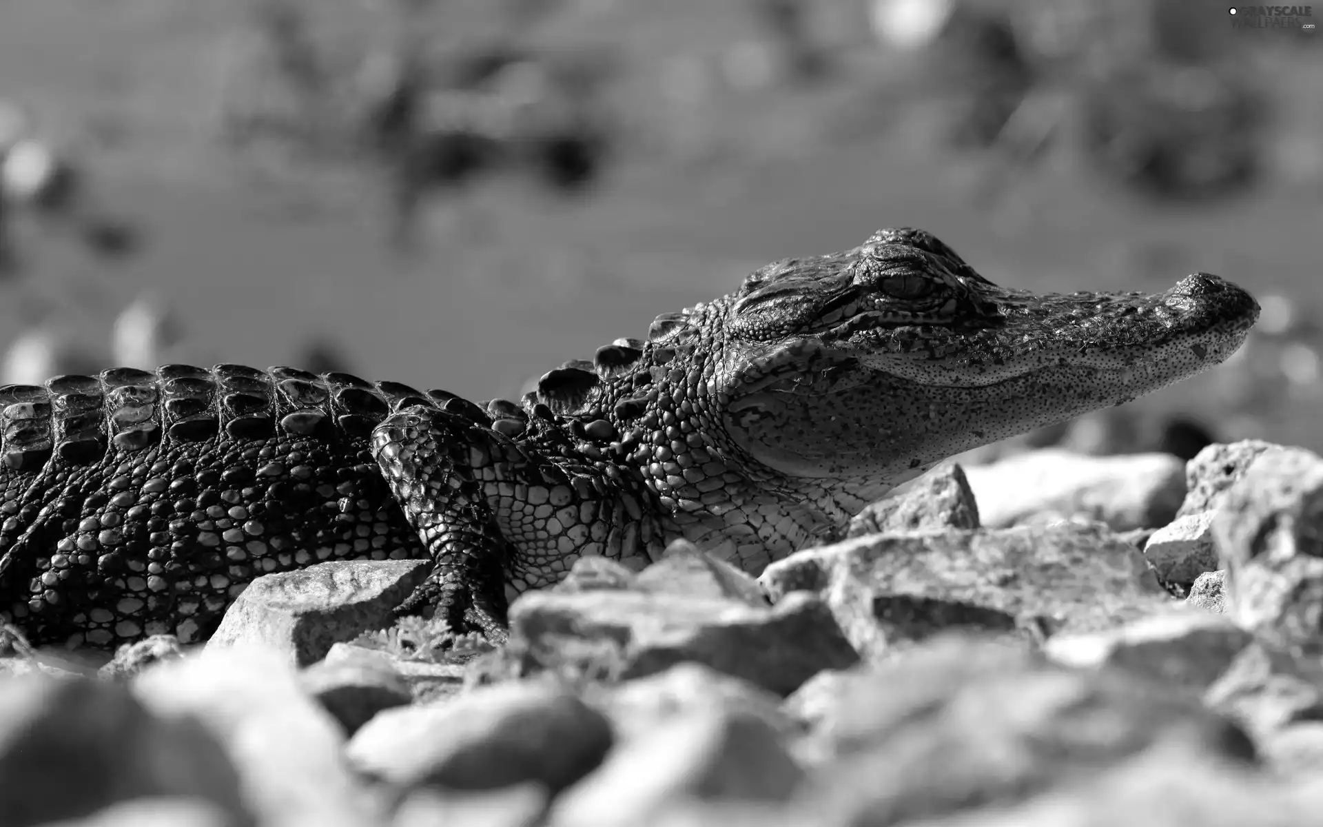 crocodile, rocks, young