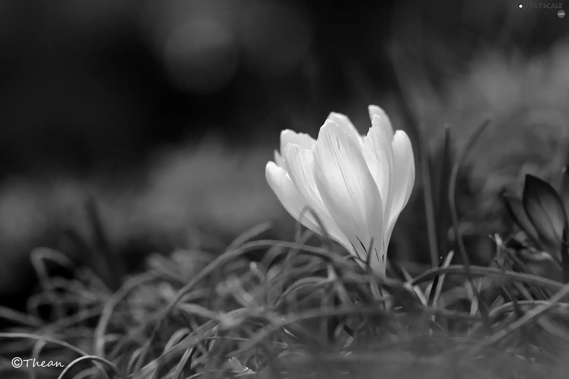 Colourfull Flowers, White, crocus