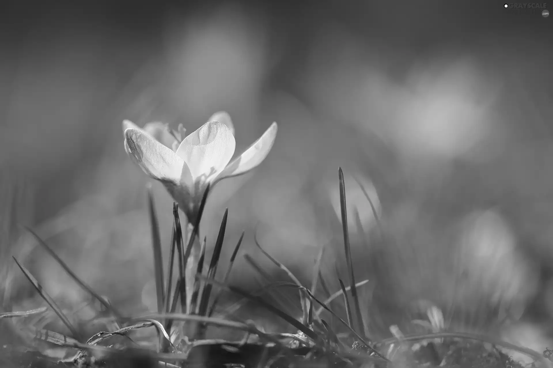 crocus, Colourfull Flowers