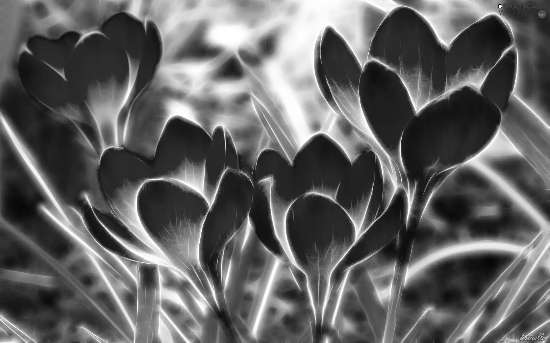 graphics, crocus