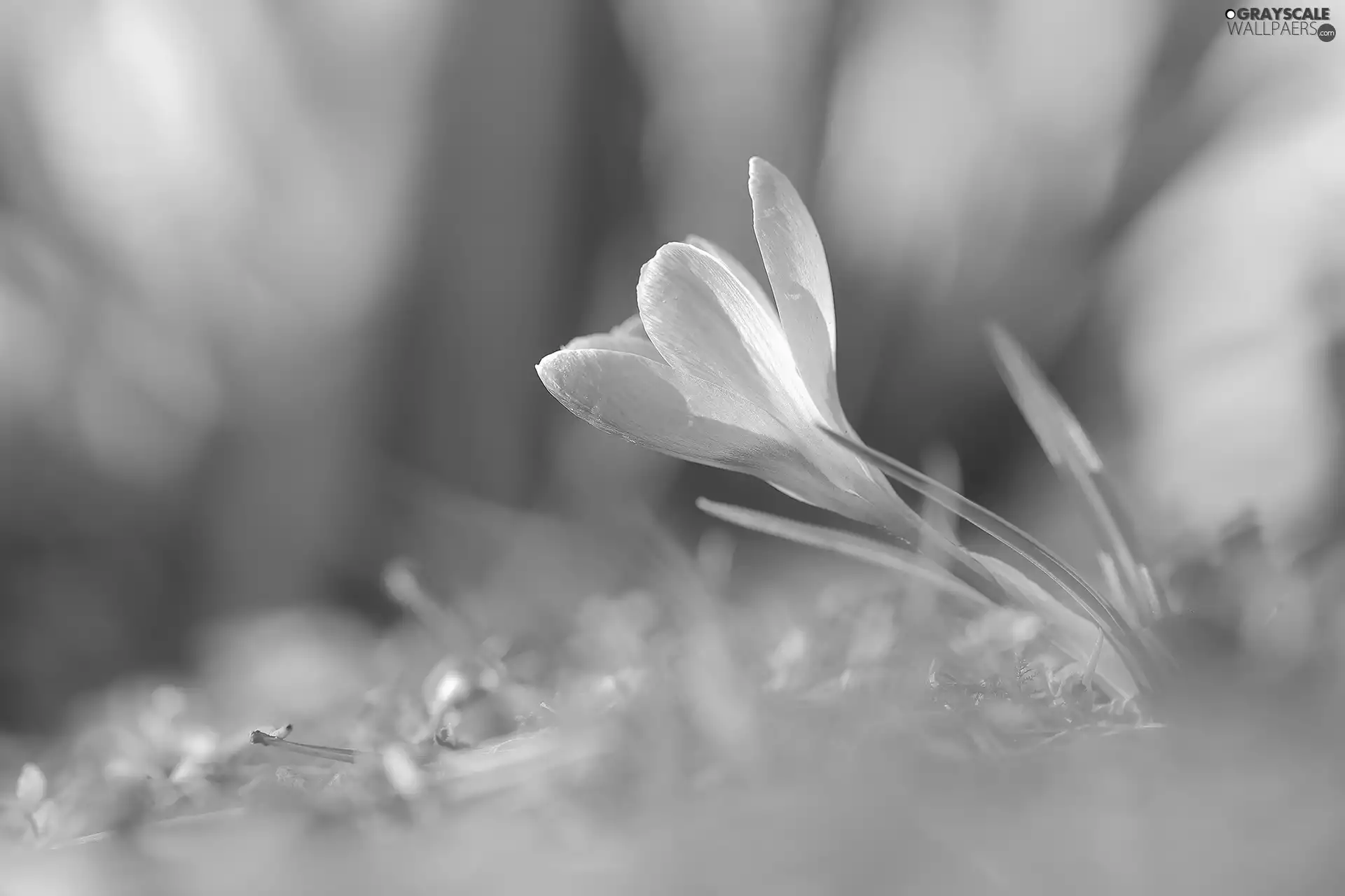 crocus, lilac, leaning