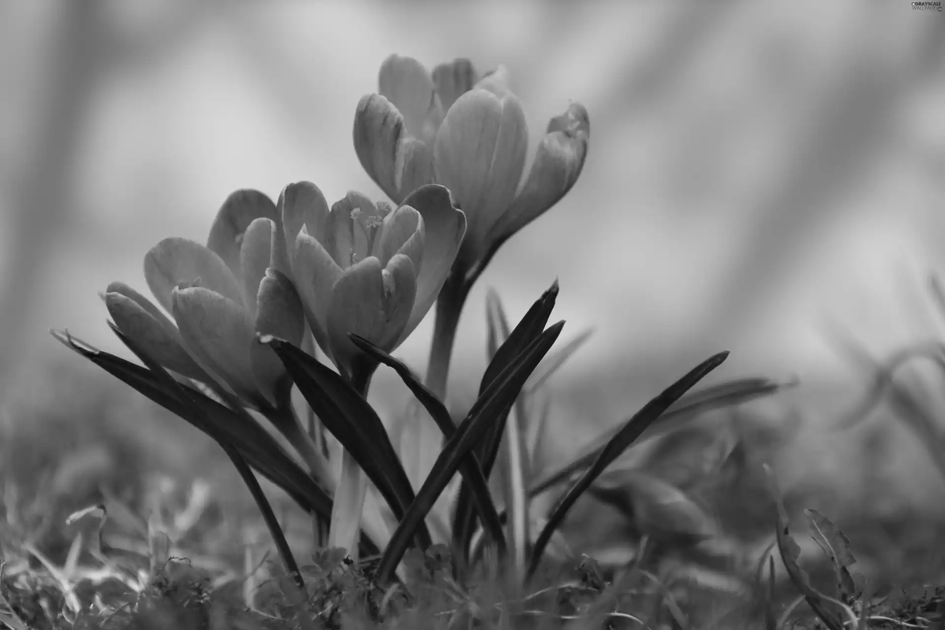 Violet, crocus