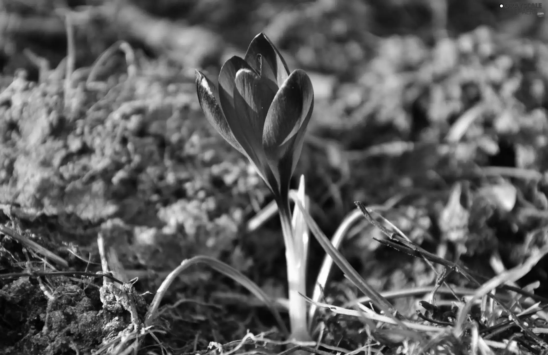 Violet, crocus