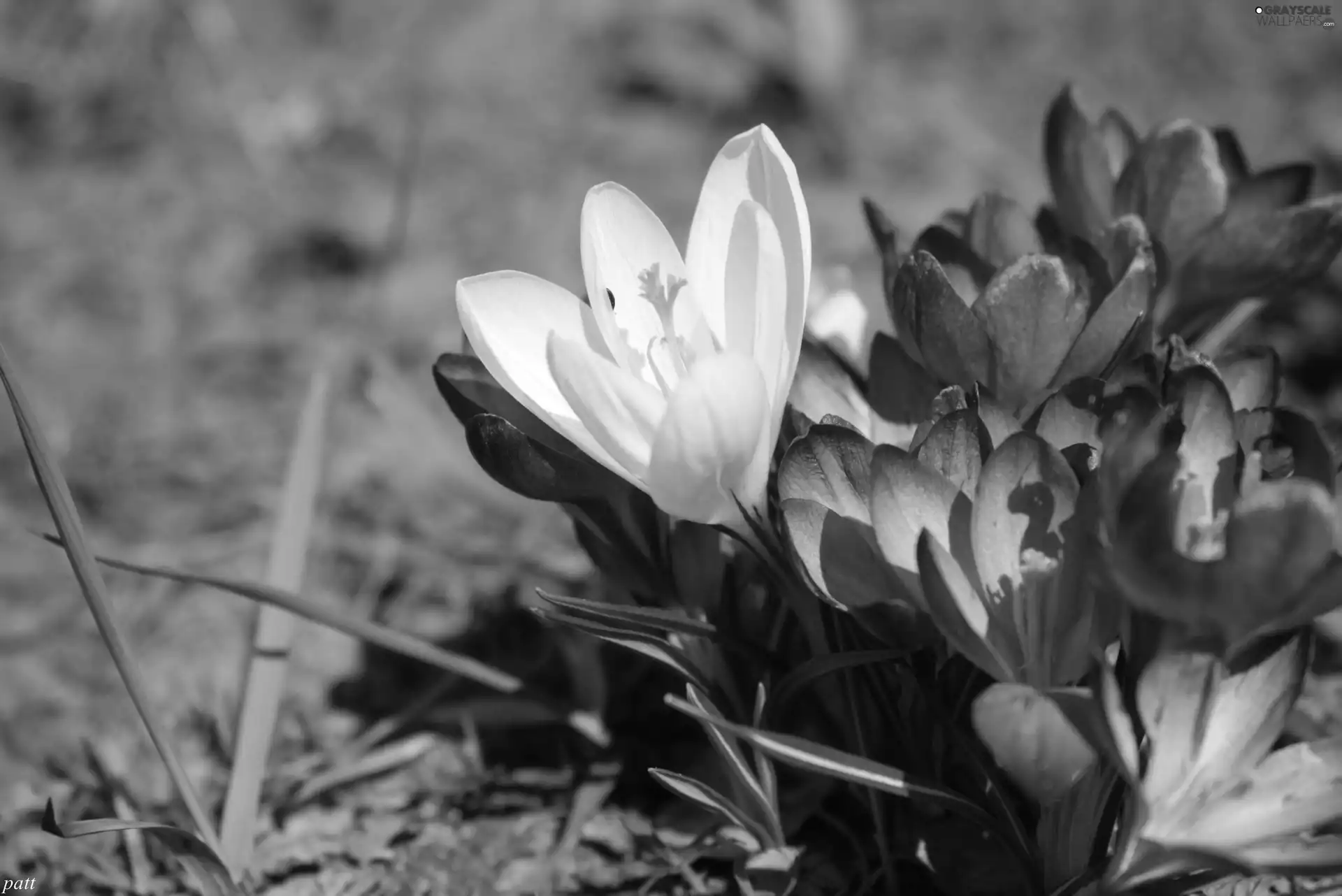 crocus, White, Violet