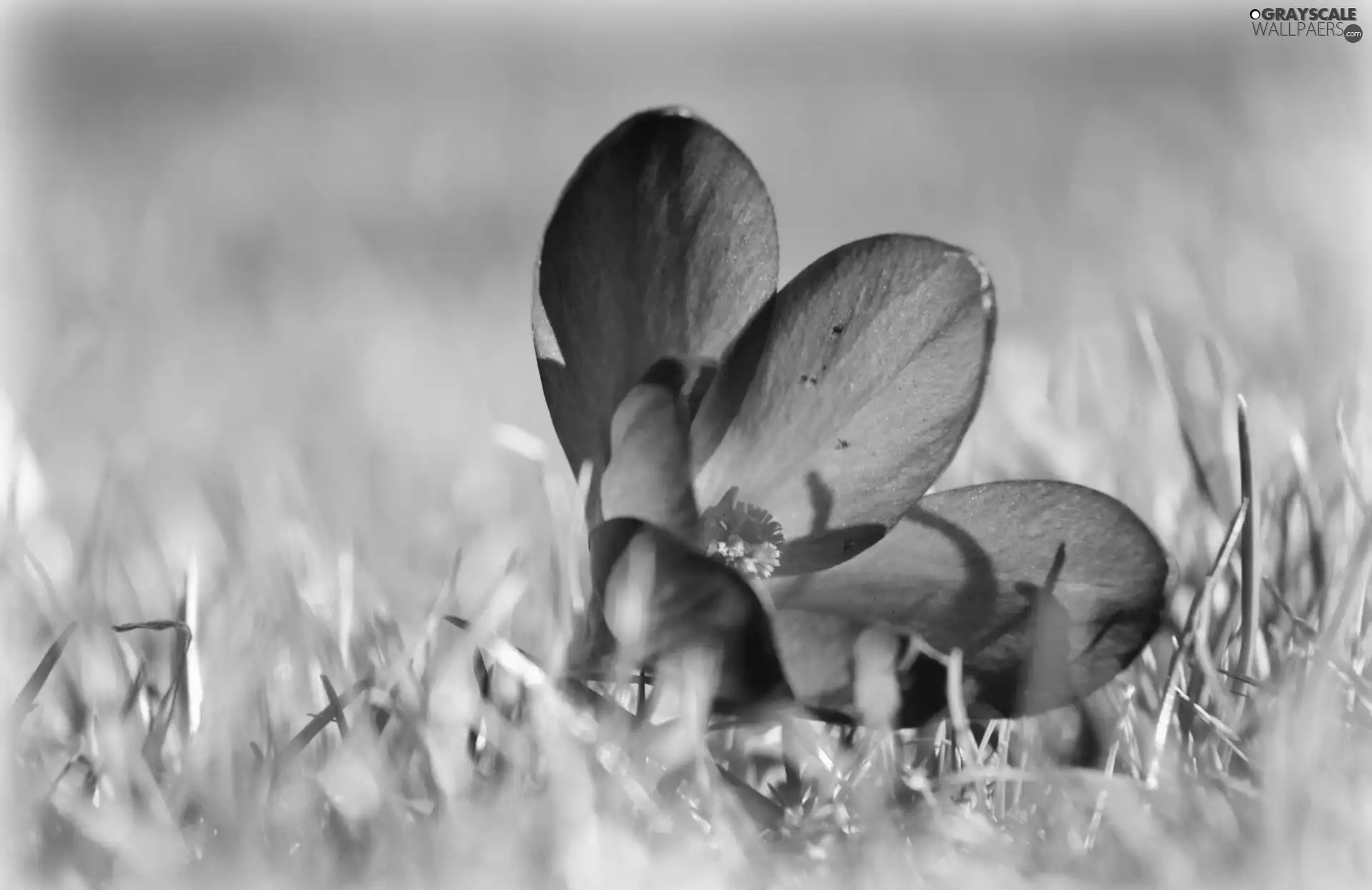 Violet, crocus