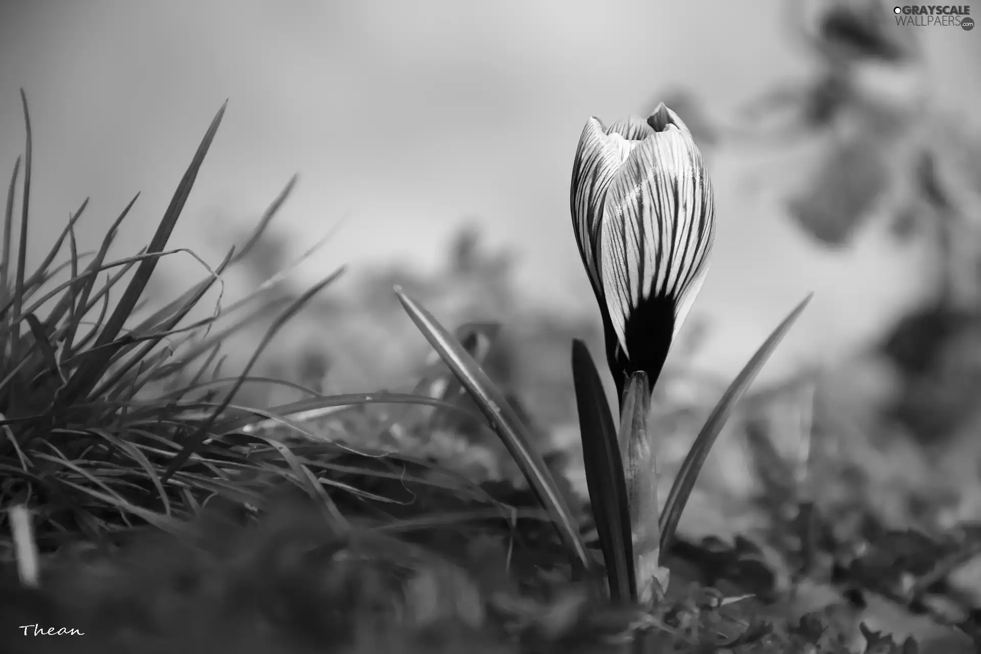 Spring, white Lilac, crocus