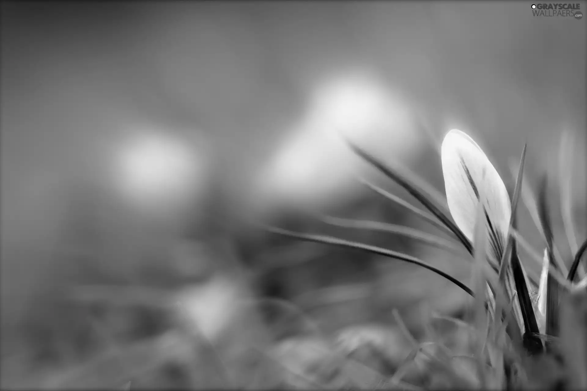 Yellow, crocus