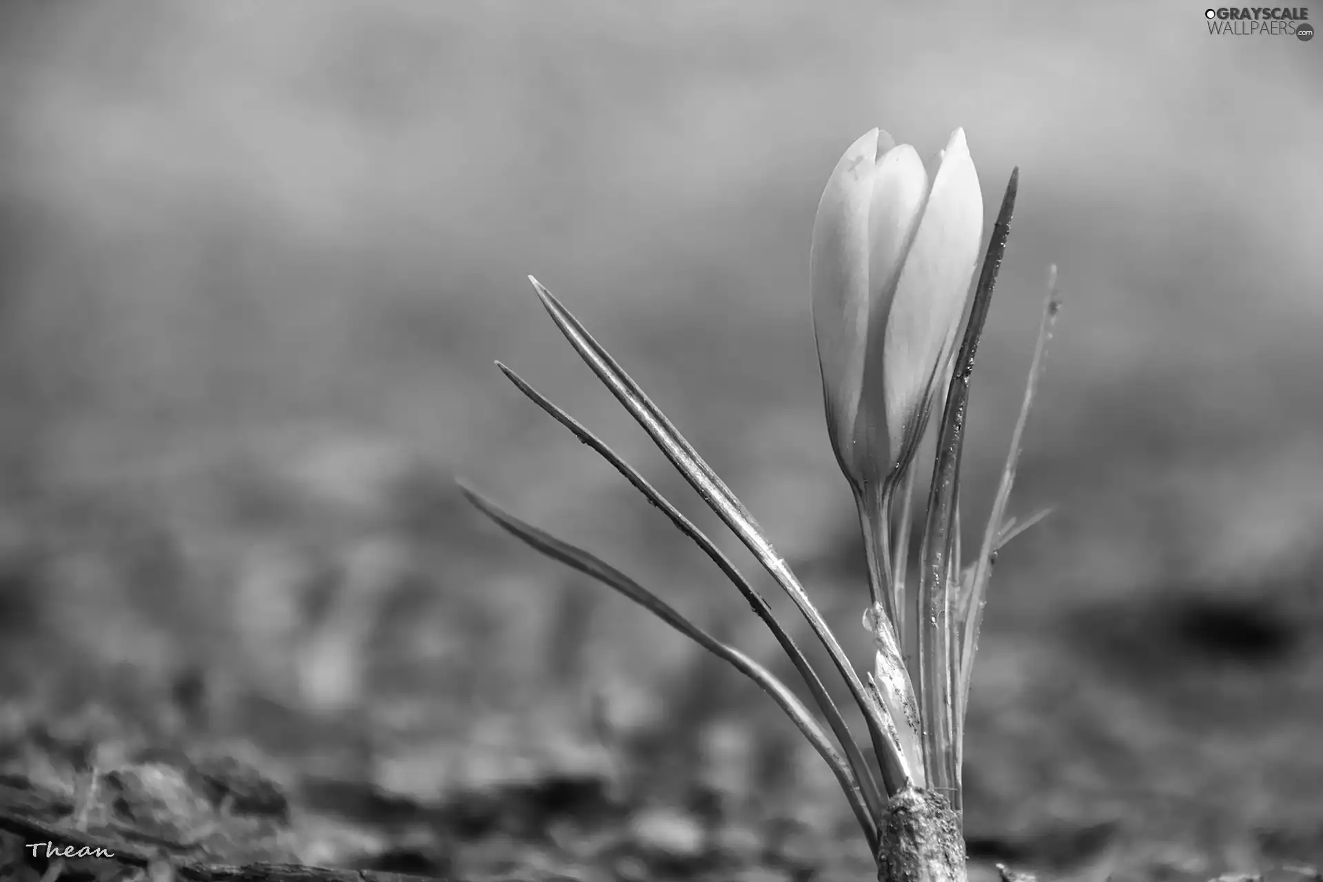 Yellow, crocus