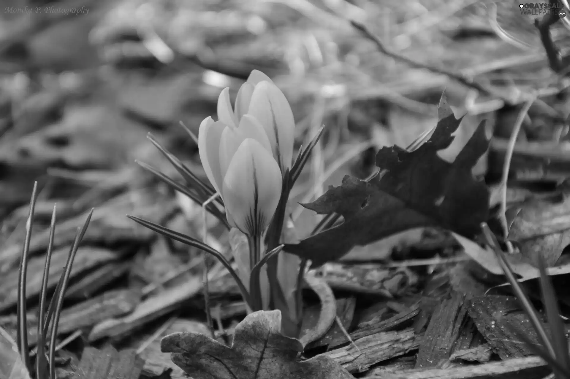 Yellow, crocus