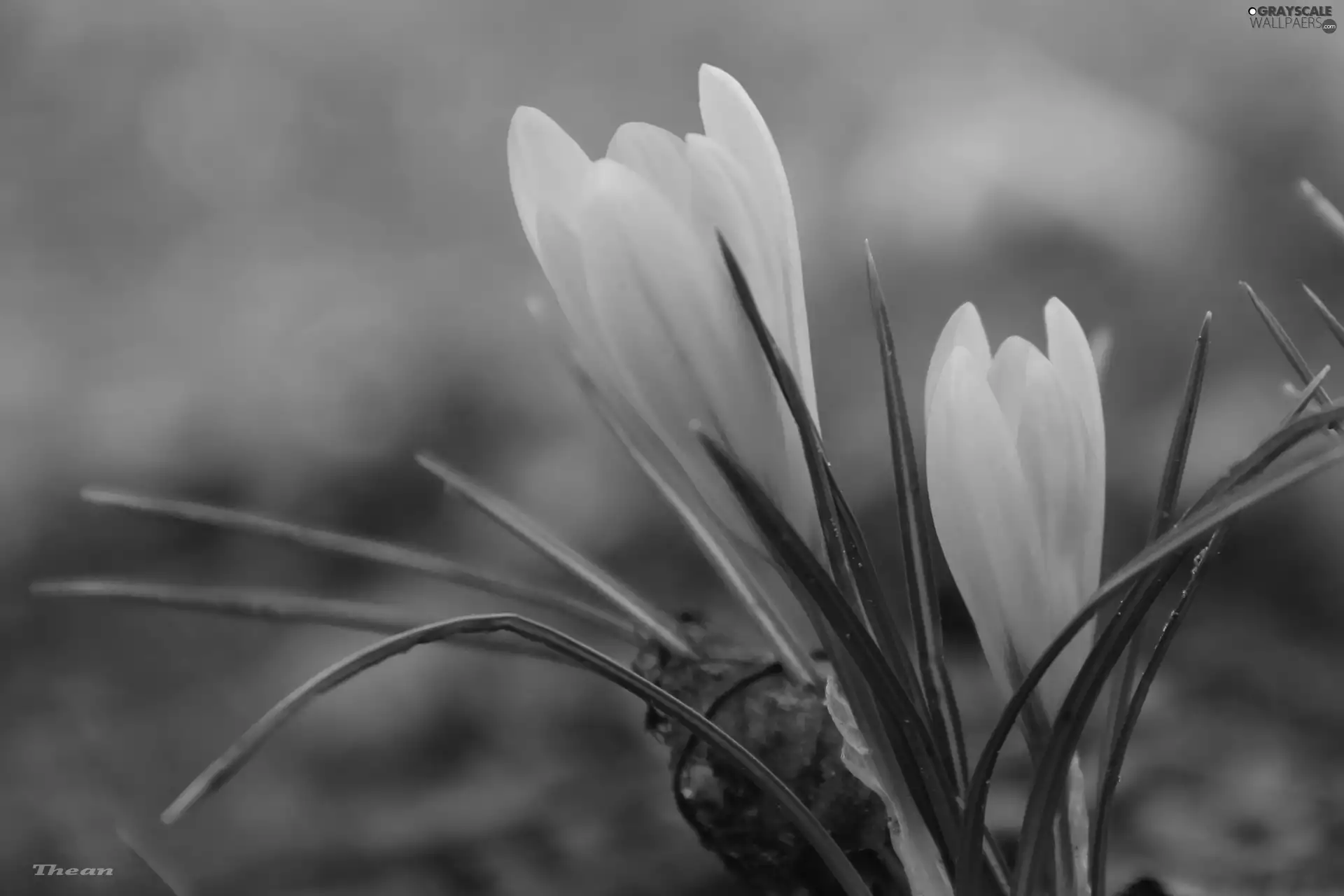 Yellow, crocus