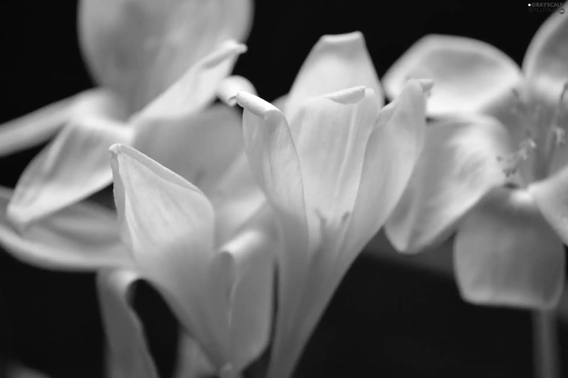 crocuses, White, Autumn