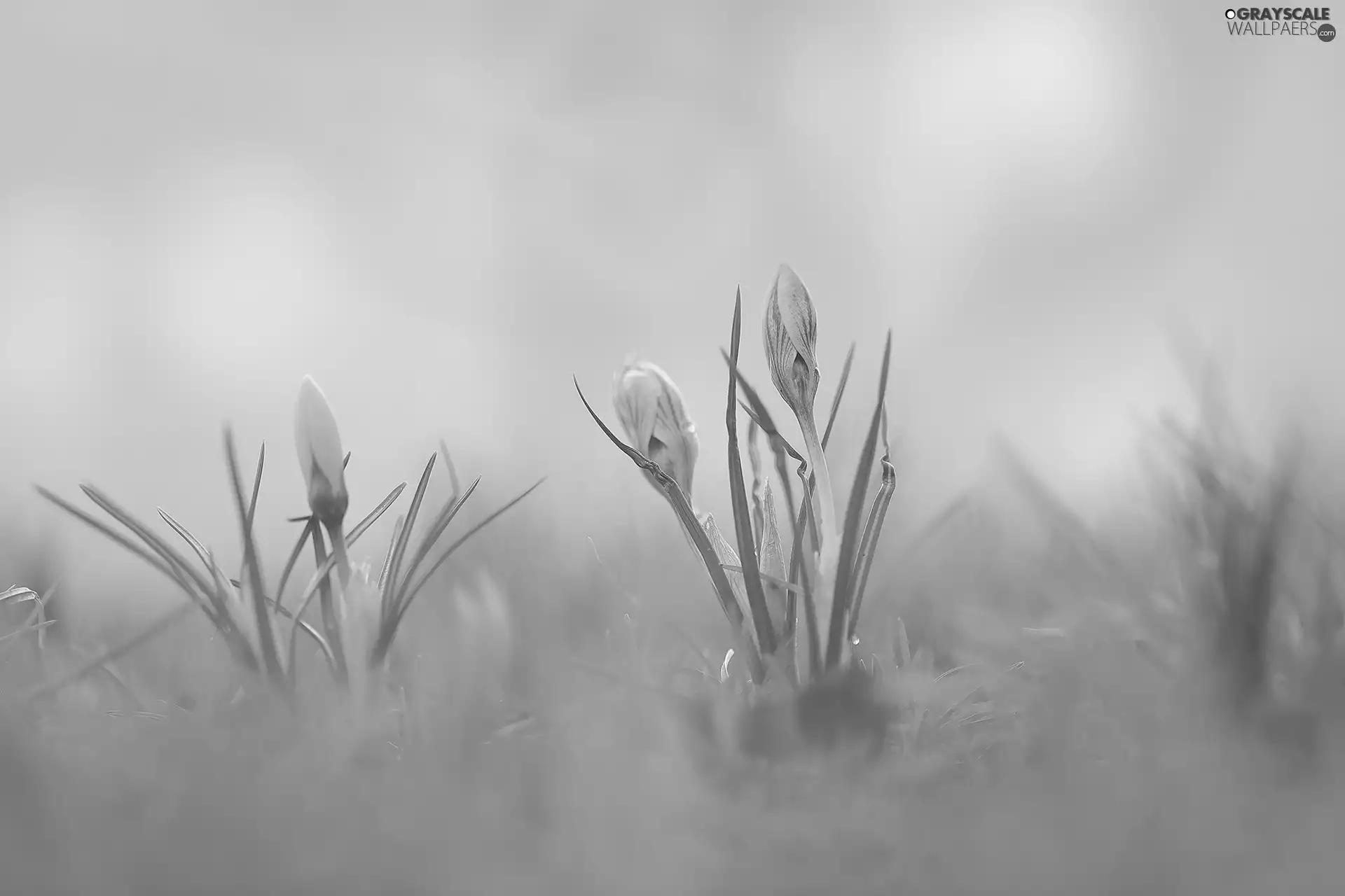 crocuses, Yellow, Buds