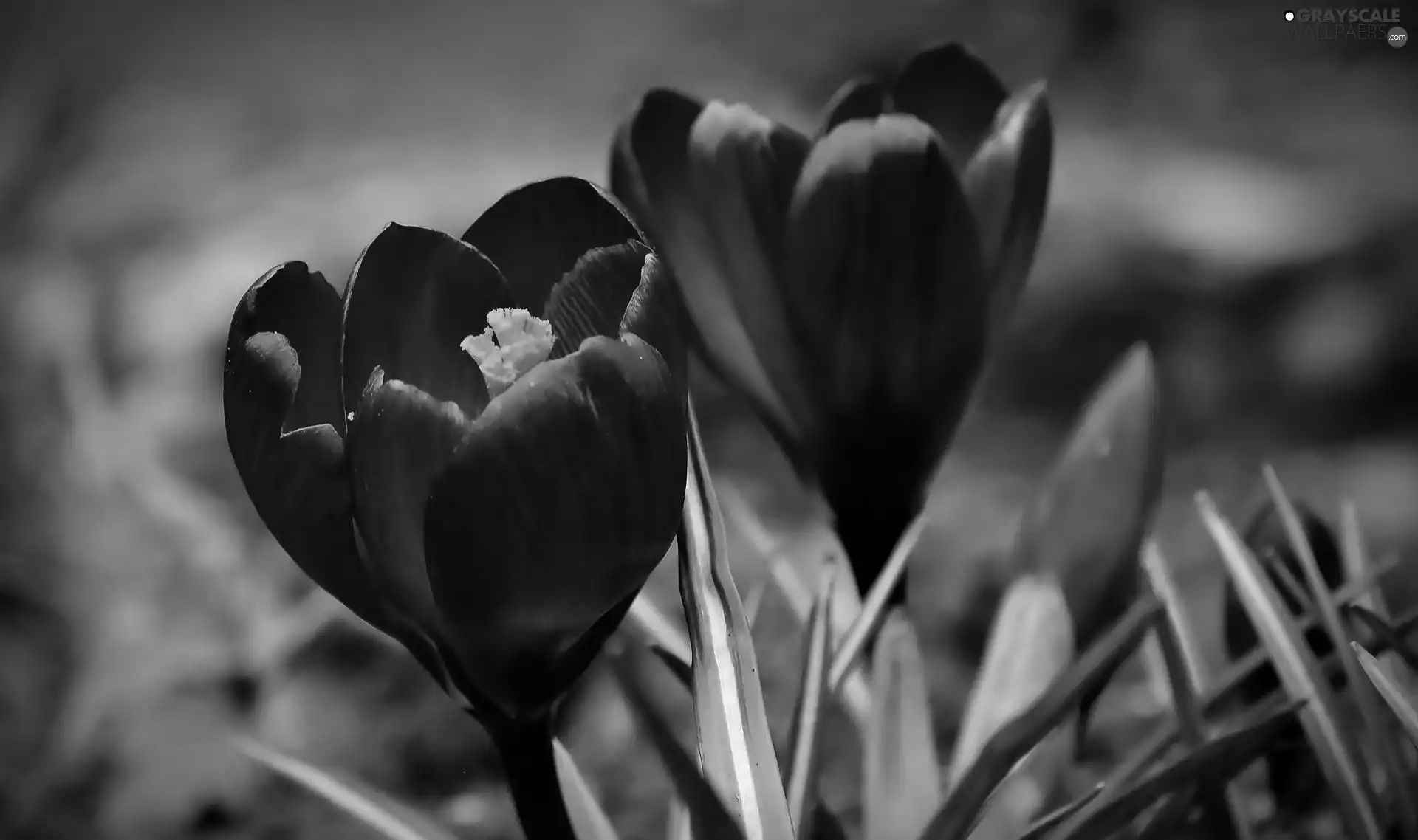 crocuses, purple, Flowers