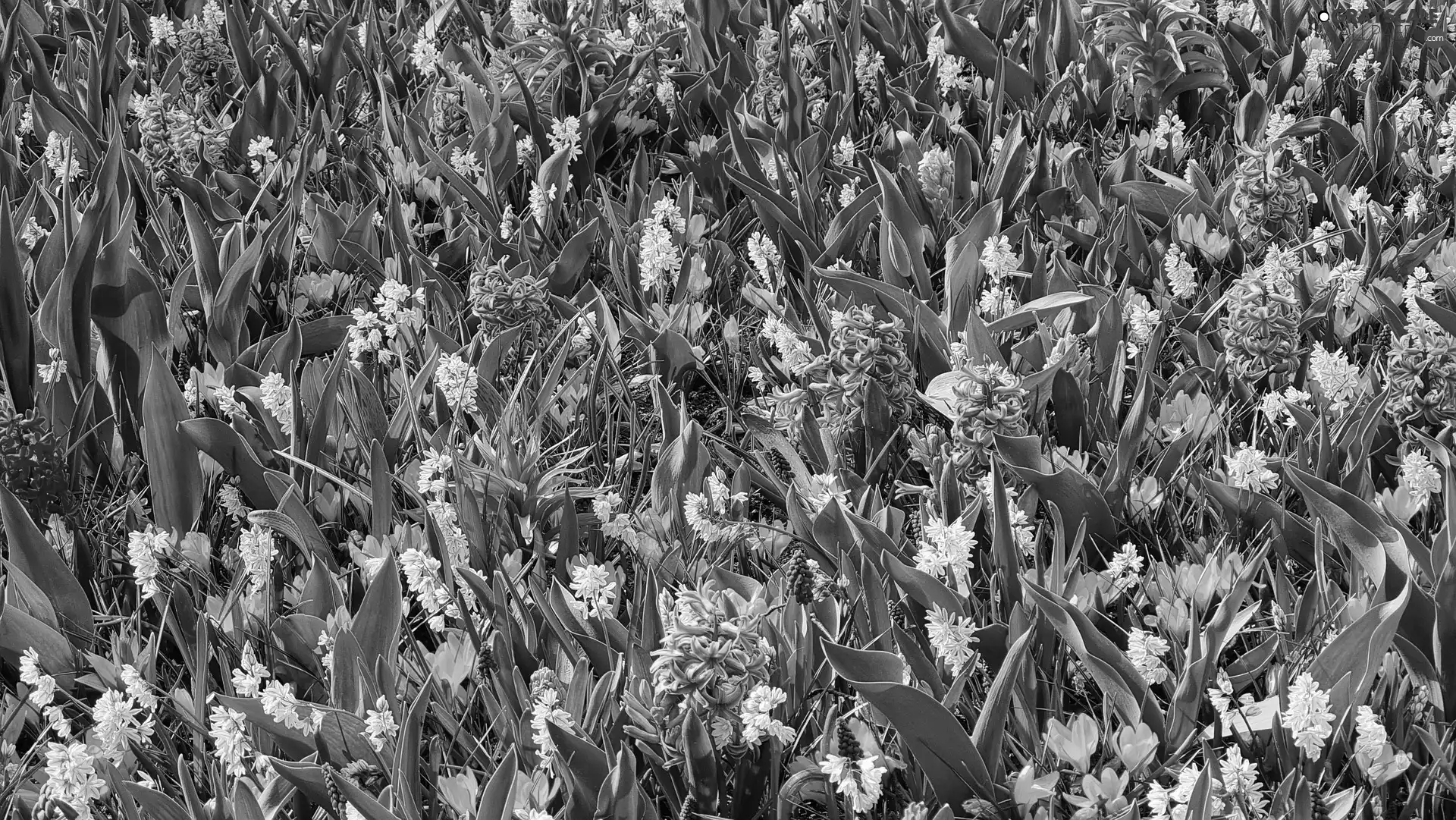 Hyacinths, crocuses, Flowers, Garden, Spring