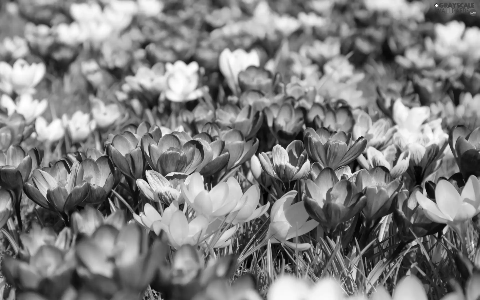 purple, Meadow, White, crocuses, Yellow, Flowers