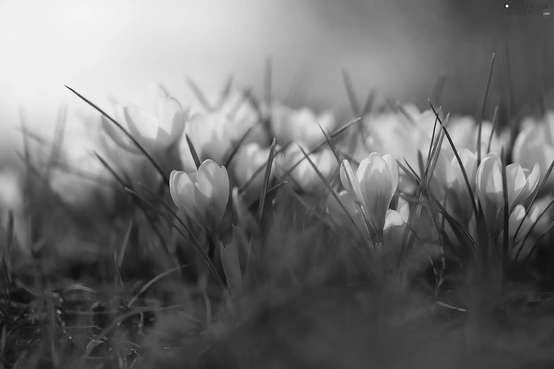 crocuses, White, illuminated