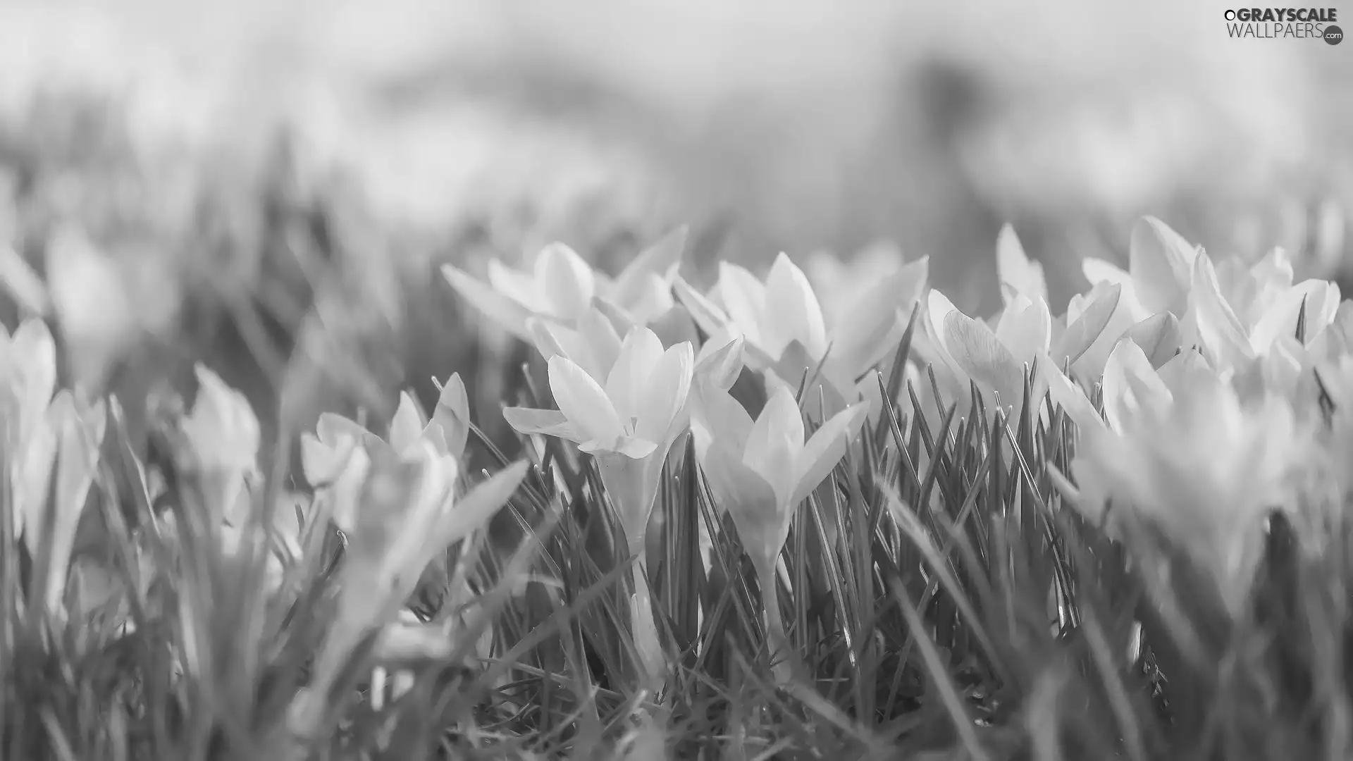 Flowers, crocuses, leaves, Light blue