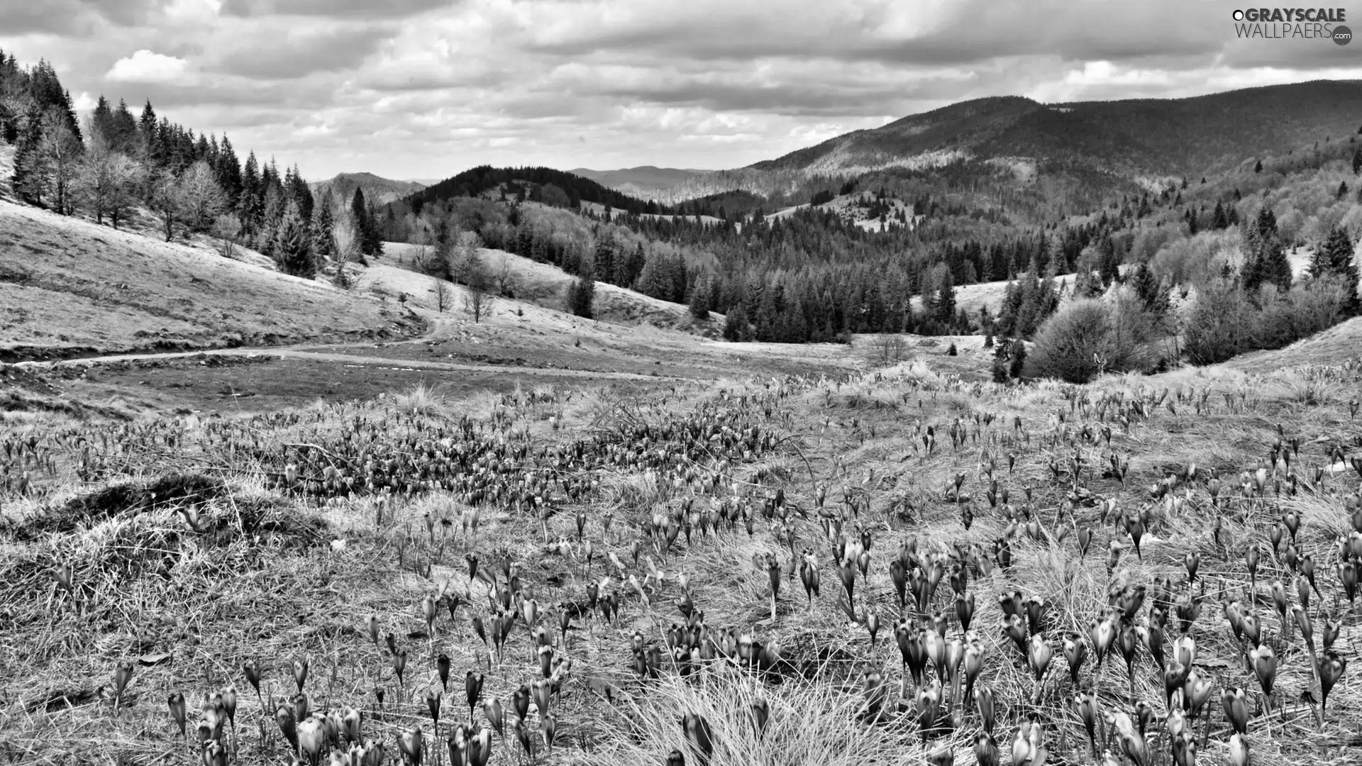 Meadow, Mountains, woods, crocuses