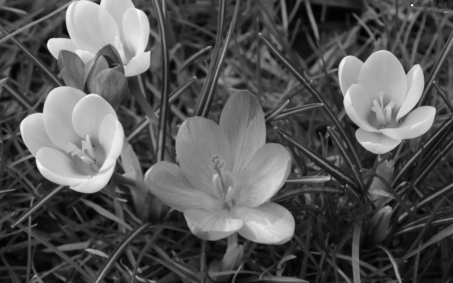 Meadow, crocuses