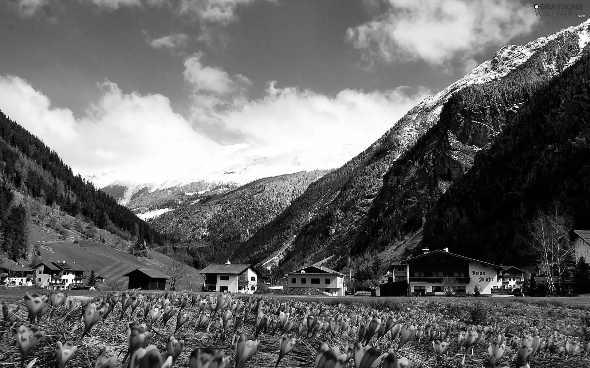 Mountains, Meadow, crocuses, Spring