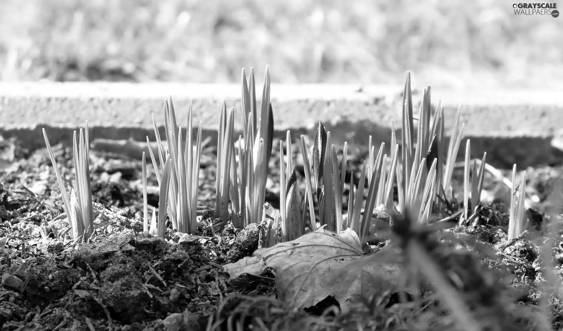 purple, crocuses