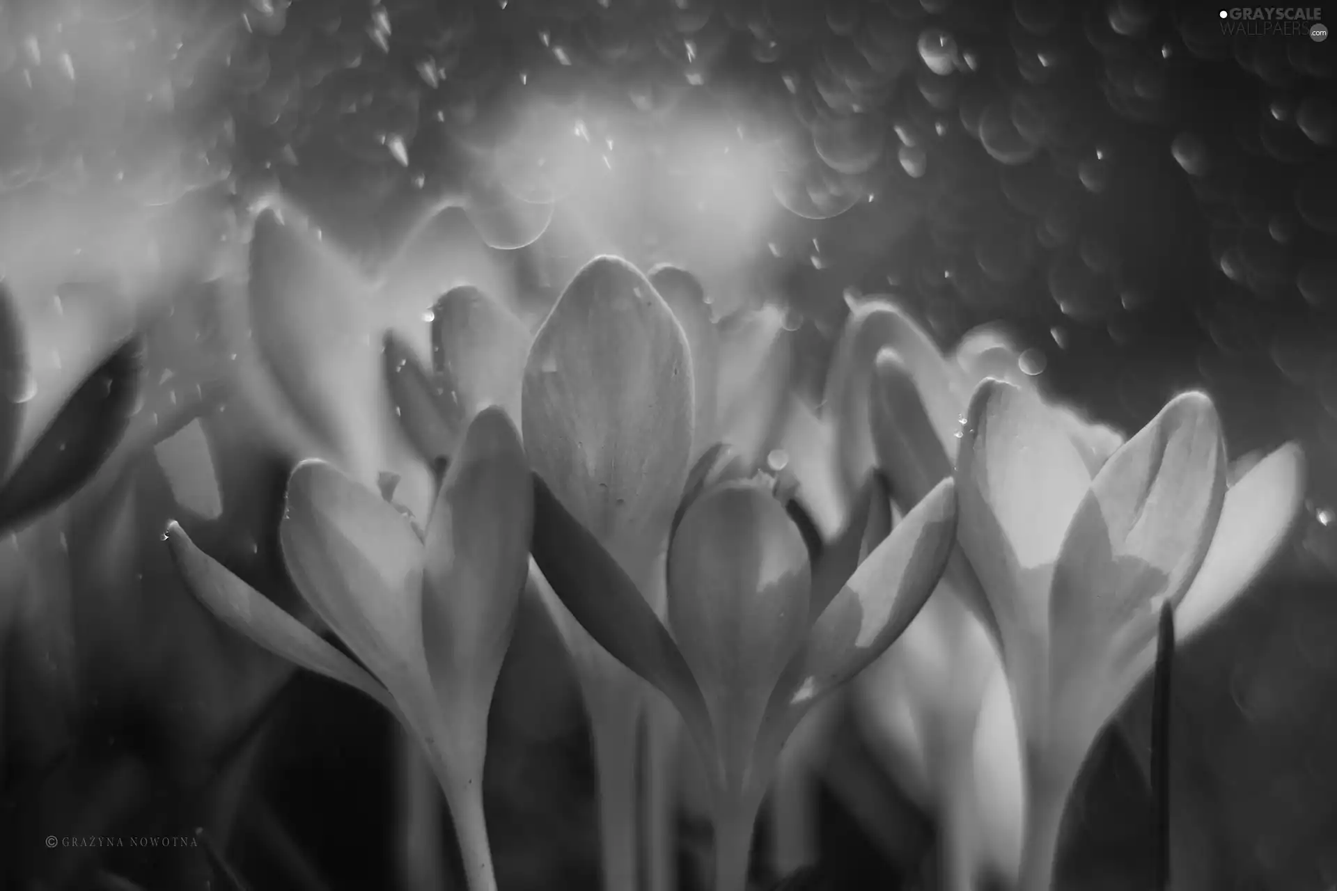 purple, crocuses