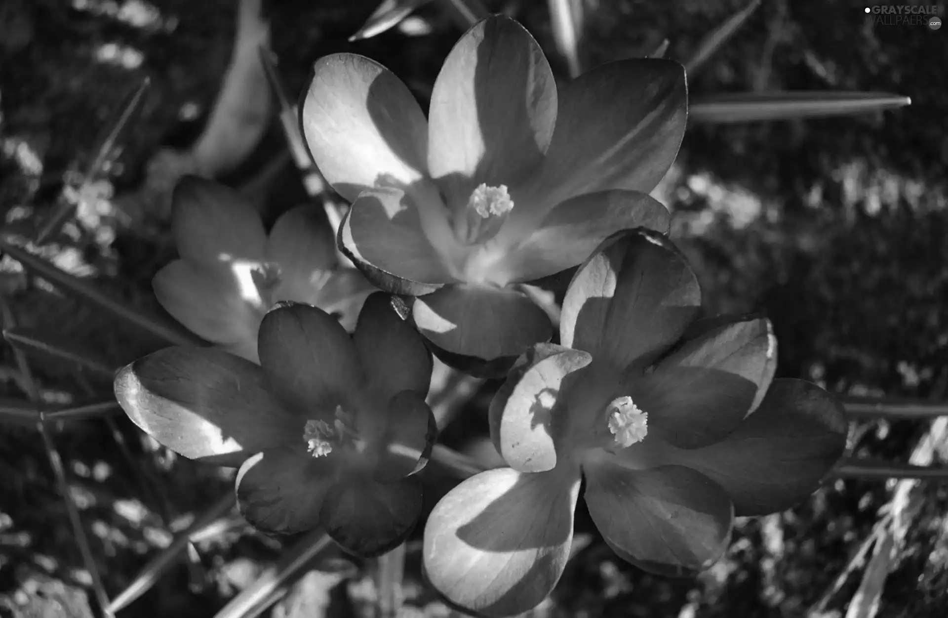 purple, crocuses