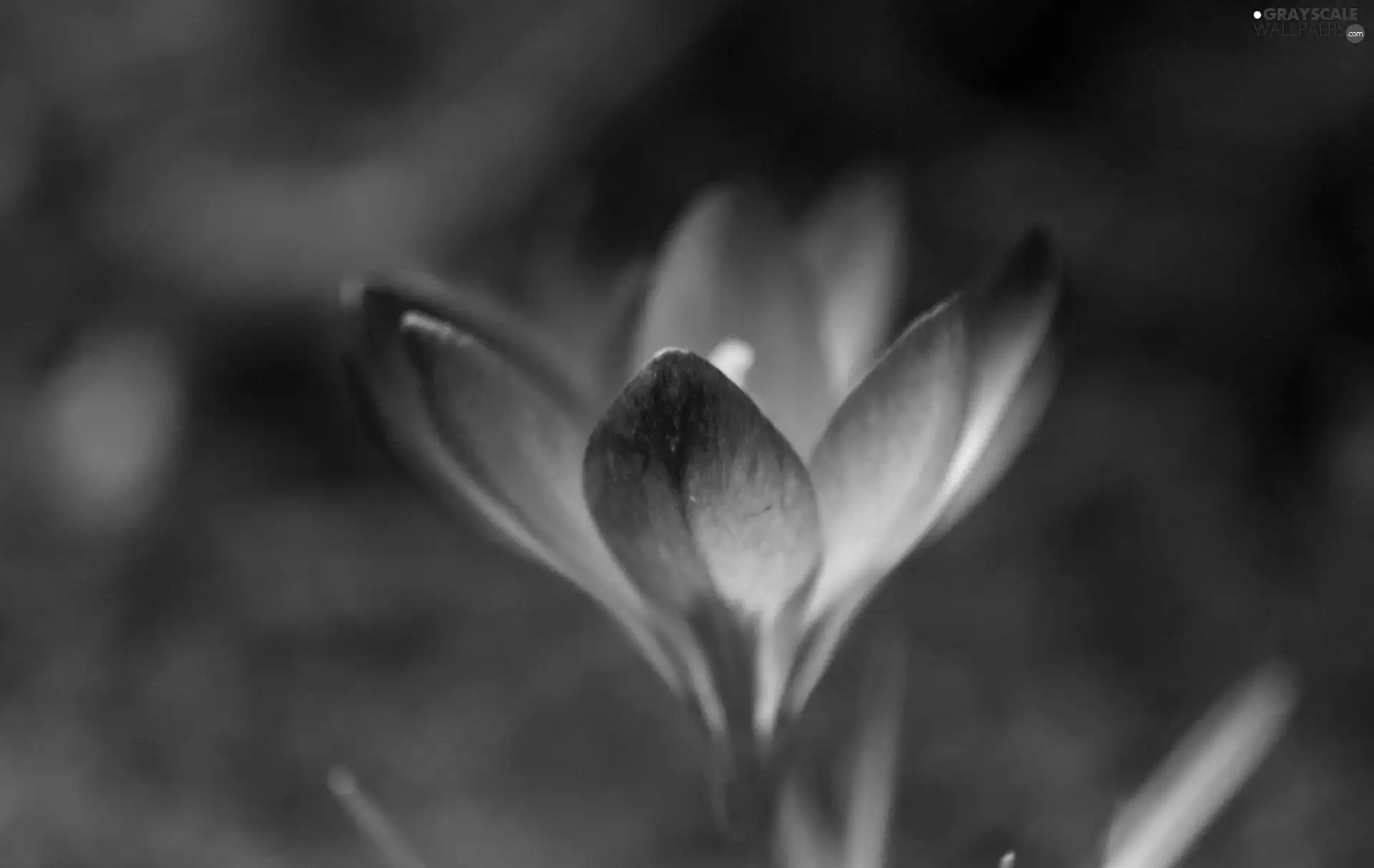 purple, crocuses